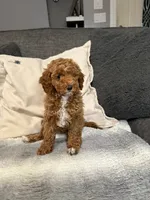 Hannah, a female Miniature Goldendoodle for sale in Copiague, NY – 4 of 5