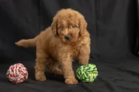 Duke, a male Miniature Goldendoodle for sale in Copiague, NY – 4 of 5