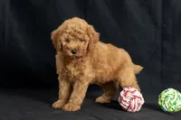 Dior, a female Miniature Goldendoodle for sale in Copiague, NY – 2 of 8