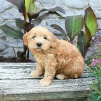 Baxton, a male Miniature Goldendoodle for sale in Copiague, NY – 2 of 3