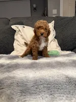 Hailey, a female Miniature Goldendoodle for sale in Copiague, NY – 3 of 3