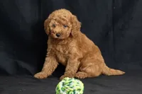 Dior, a female Miniature Goldendoodle for sale in Copiague, NY – 8 of 8