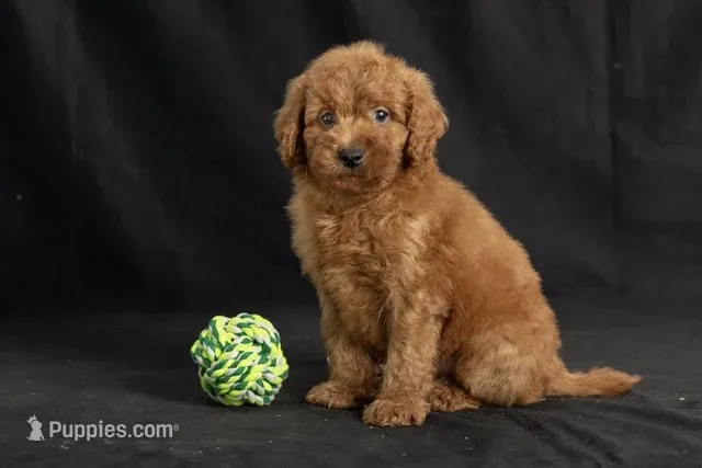 Duke – Miniature Goldendoodle puppy for sale in Copiague, NY