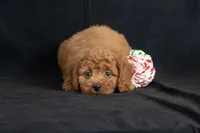 Dixie, a female Miniature Goldendoodle for sale in Copiague, NY – 5 of 7