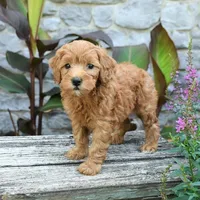 Brielle, a female Miniature Goldendoodle for sale in Copiague, NY – 3 of 3