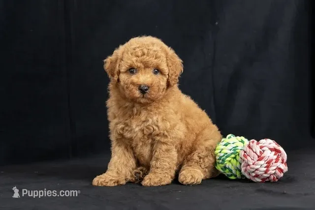 Delilah – Miniature Goldendoodle puppy for sale in Copiague, NY