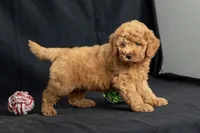 Dior, a female Miniature Goldendoodle for sale in Copiague, NY – 5 of 8