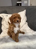 Hunter, a male Miniature Goldendoodle for sale in Copiague, NY – 4 of 4