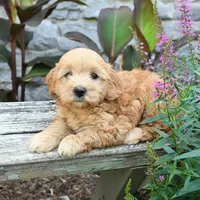 Baxton, a male Miniature Goldendoodle for sale in Copiague, NY – 3 of 3