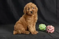Duke, a male Miniature Goldendoodle for sale in Copiague, NY – 2 of 5