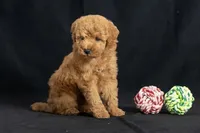 Dorothy, a female Miniature Goldendoodle for sale in Copiague, NY – 5 of 5