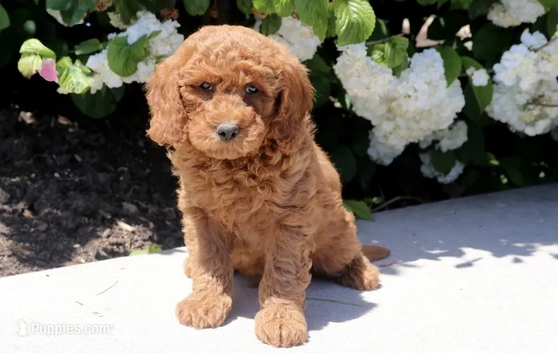 Tank – Miniature Goldendoodle puppy for sale in Copiague, NY