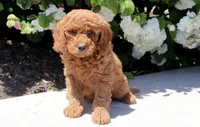 Tank, a male Miniature Goldendoodle for sale in Copiague, NY – 1 of 2