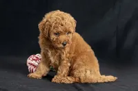 Dakota, a female Miniature Goldendoodle for sale in Copiague, NY – 5 of 5