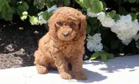 Tank, a male Miniature Goldendoodle for sale in Copiague, NY – 2 of 2