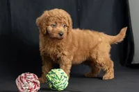 Dixie, a female Miniature Goldendoodle for sale in Copiague, NY – 3 of 7