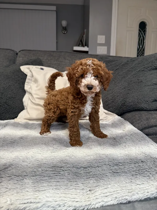 Henry – Miniature Goldendoodle puppy for sale in Copiague, NY
