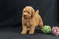 Delilah, a female Miniature Goldendoodle for sale in Copiague, NY – 5 of 6