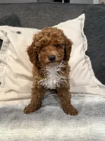 Hunter, a male Miniature Goldendoodle for sale in Copiague, NY – 2 of 4