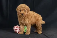 Daisy, a female Miniature Goldendoodle for sale in Copiague, NY – 3 of 5