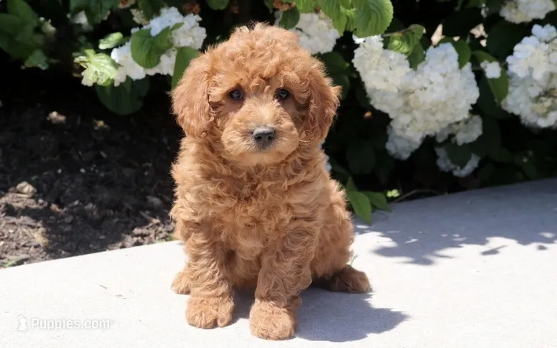 Tori – Miniature Goldendoodle puppy for sale in Copiague, NY