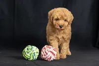 Dorothy, a female Miniature Goldendoodle for sale in Copiague, NY – 3 of 5