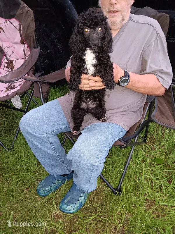  Blacky  – Poodle - Toy  puppy for sale in Kendallville, IN