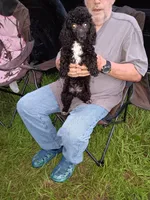  Blacky , a male Poodle - Toy  for sale in Kendallville, IN – 1 of 2