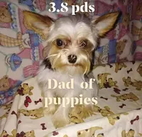 Cupcake..selling her sister in 12 more weeks., a female Yorkshire Terrier and Poodle - Toy  for sale in Kendallville, IN – 2 of 7