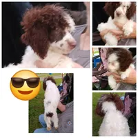 Choco( has testicles), a male Poodle - Miniature  for sale in Kendallville, IN – 1 of 4