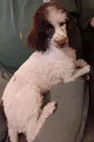 Choco, a male Poodle - Toy  for sale in Kendallville, IN – 1 of 7