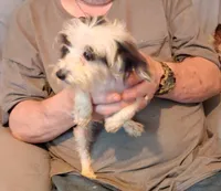 Cupcake, a female Yorkshire Terrier for sale in Kendallville, IN – Photo 2 of 3