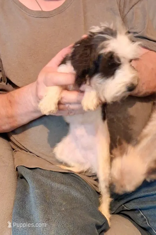 Cupcake – Yorkshire Terrier puppy for sale in Kendallville, IN