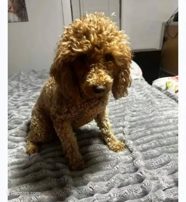 Sophia ( bleeding cycle 4 days ready soon) – Poodle - Toy  puppy for sale in Kendallville, IN
