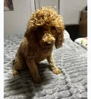Sophia ( bleeding cycle 4 days ready soon), a female Poodle - Toy  for sale in Kendallville, IN – 1 of 4