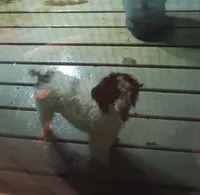 Chocolate 🍫 party (no papers), a male Poodle - Toy  for sale in Kendallville, IN – 7 of 8