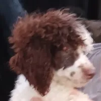 Choco, a male Poodle - Toy  and Poodle - Miniature  for sale in Kendallville, IN – 2 of 3