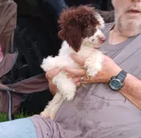Buba, a male Poodle - Toy  for sale in Kendallville, IN – 1 of 2