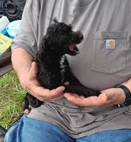 Peaches tuxcedo *vet checked* 5 pd.( not spaded.), a female Poodle - Toy  for sale in Kendallville, IN – 1 of 7