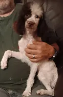 Choco party male  toy/mini poodle, a male Poodle - Toy  for sale in Kendallville, IN – 1 of 3