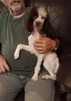 Chocolate 🍫 party (no papers), a male Poodle - Toy  for sale in Kendallville, IN – 6 of 8