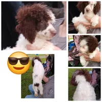 Choco, a male Poodle - Toy  for sale in Kendallville, IN – 2 of 4