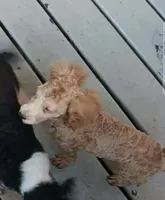 Mask not neautered, a male Poodle - Toy  for sale in Kendallville, IN – 2 of 3