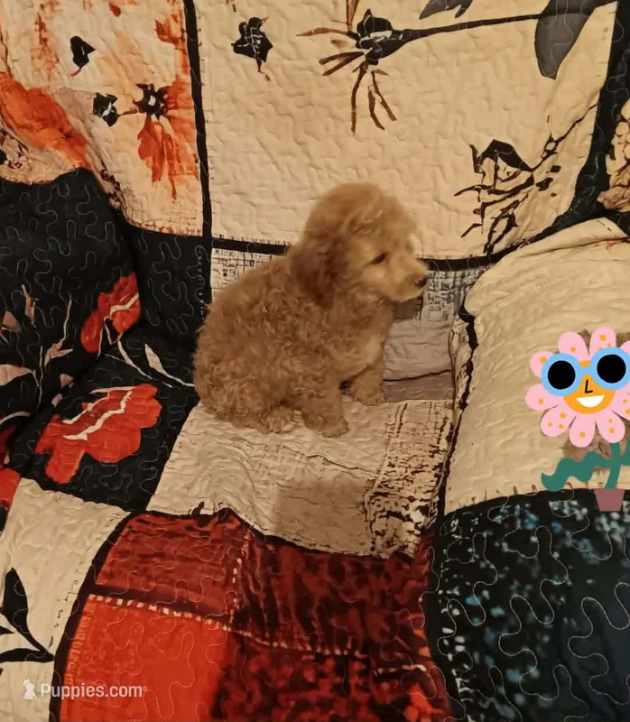 Rock  (red boy)  – Poodle - Toy  puppy for sale in Kendallville, IN