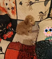 Rock  (red boy)last price drop, a male Poodle - Toy  for sale in Kendallville, IN – 1 of 5
