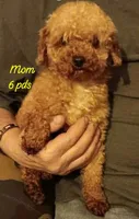 Rock  (red boy)last price drop, a male Poodle - Toy  for sale in Kendallville, IN – 5 of 5