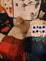 Rock  (red boy)last price drop, a male Poodle - Toy  for sale in Kendallville, IN – 3 of 5