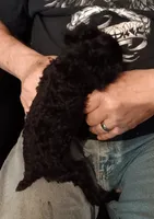 Peach tuxcedo girl, a female Poodle - Toy  for sale in South Milford, IN – 2 of 2