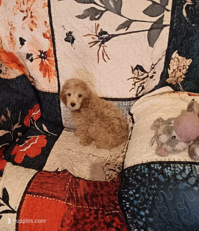 Rock  (red boy) or best offer – Poodle - Toy  puppy for sale in Kendallville, IN
