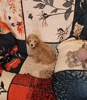 Rock  (red boy), a male Poodle - Toy  for sale in Kendallville, IN – 2 of 4